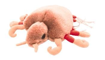 Giant Microbes- Crab Louse